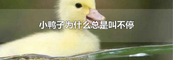 小鸭子为什么总是叫不停