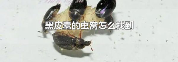 黑皮蠹的虫窝怎么找到