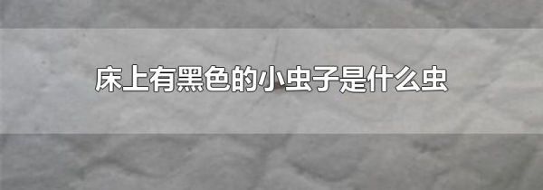 床上有黑色的小虫子是什么虫