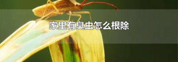 家里有臭虫怎么根除