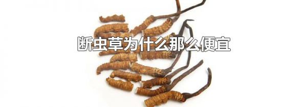 断虫草为什么那么便宜