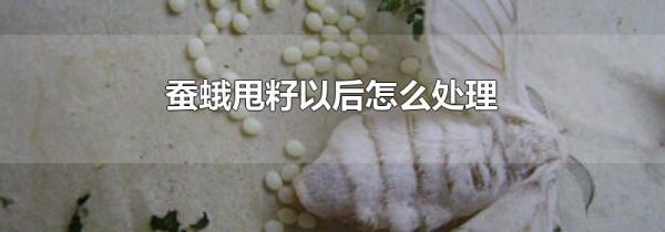 蚕蛾甩籽以后怎么处理