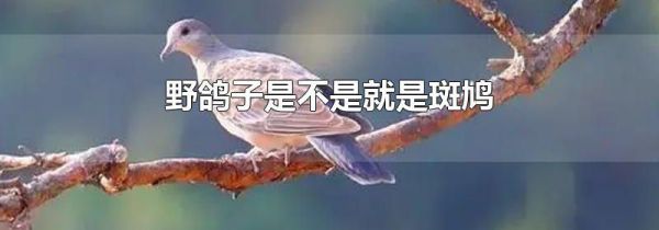 野鸽子是不是就是斑鸠