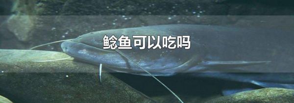 鲶鱼可以吃吗