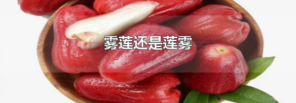 雾莲还是莲雾