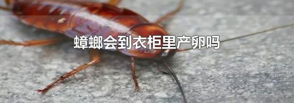 蟑螂会到衣柜里产卵吗