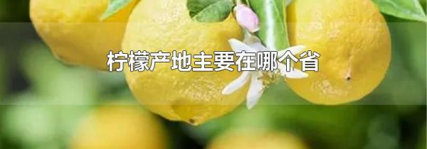 柠檬产地主要在哪个省