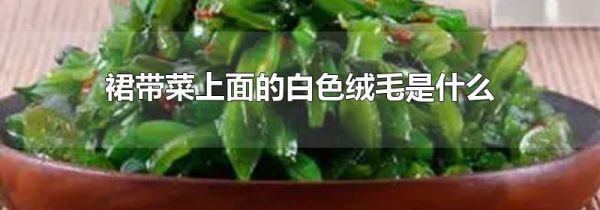 裙带菜上面的白色绒毛是什么