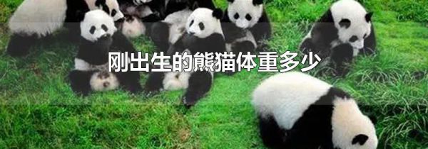 刚出生的熊猫体重多少