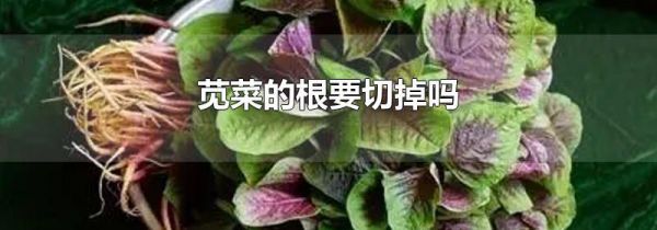 苋菜的根要切掉吗