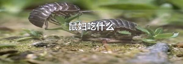 鼠妇吃什么