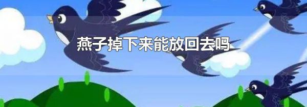 燕子掉下来能放回去吗