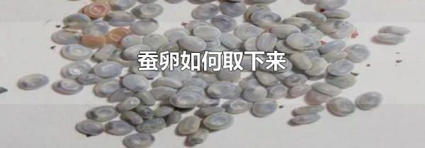 蚕卵如何取下来