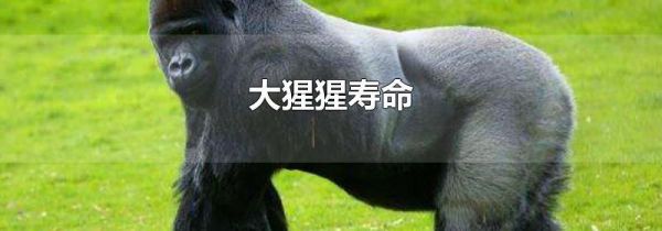 大猩猩寿命