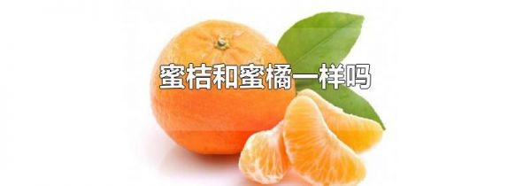 蜜桔和蜜橘一样吗