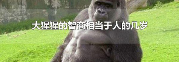 大猩猩的智商相当于人的几岁