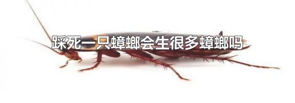 踩死一只蟑螂会生很多蟑螂吗