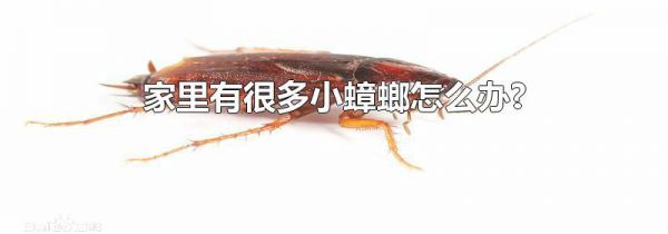 家里有很多小蟑螂怎么办?