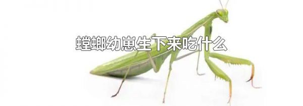 螳螂幼崽生下来吃什么