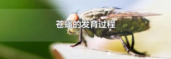 苍蝇的发育过程
