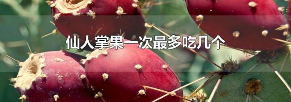 仙人掌果一次最多吃几个