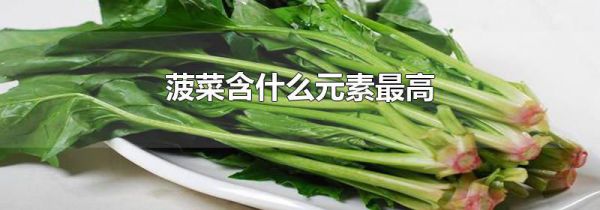 菠菜含什么元素最高
