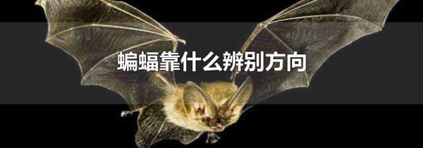 蝙蝠靠什么辨别方向