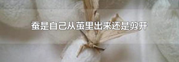 蚕是自己从茧里出来还是剪开