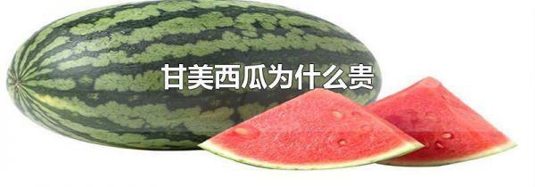甘美西瓜为什么贵