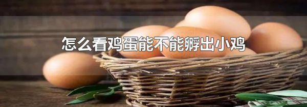 怎么看鸡蛋能不能孵出小鸡