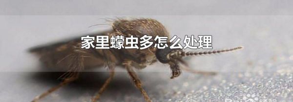 家里蠓虫多怎么处理