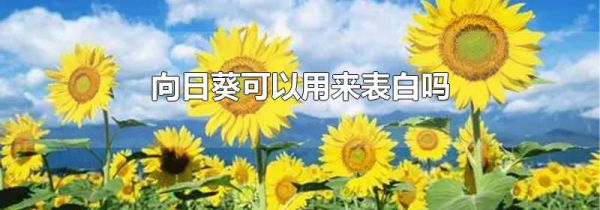 向日葵可以用来表白吗