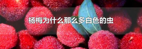 杨梅为什么那么多白色的虫