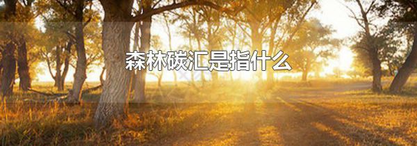 森林碳汇是指什么