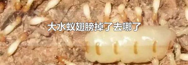 大水蚁翅膀掉了去哪了