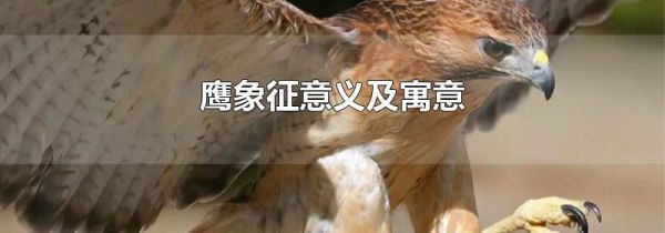 鹰象征意义及寓意