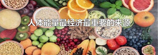 人体能量最经济最重要的来源
