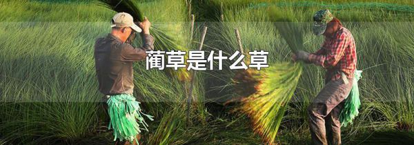 蔺草是什么草