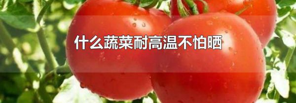 什么蔬菜耐高温不怕晒