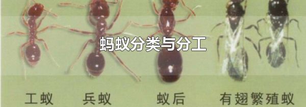 蚂蚁分类与分工