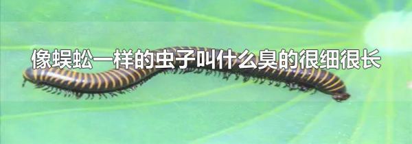像蜈蚣一样的虫子叫什么臭的很细很长