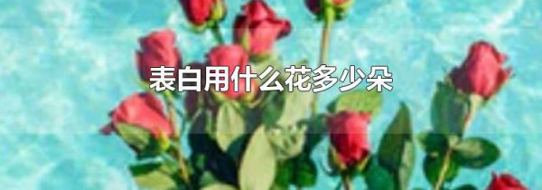 表白用什么花多少朵