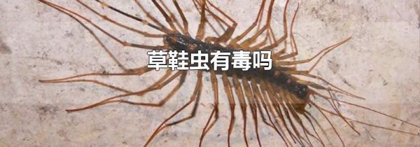 草鞋虫有毒吗