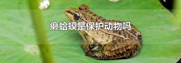 癞蛤蟆是保护动物吗