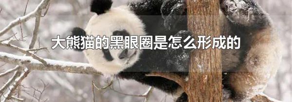 大熊猫的黑眼圈是怎么形成的