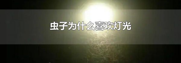 虫子为什么喜欢灯光