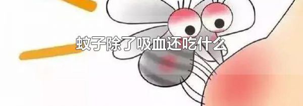 蚊子除了吸血还吃什么