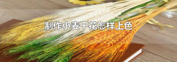 制作小麦干花怎样上色