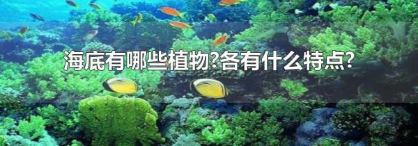海底有哪些植物?各有什么特点?