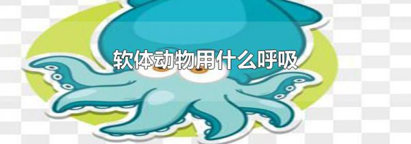 软体动物用什么呼吸